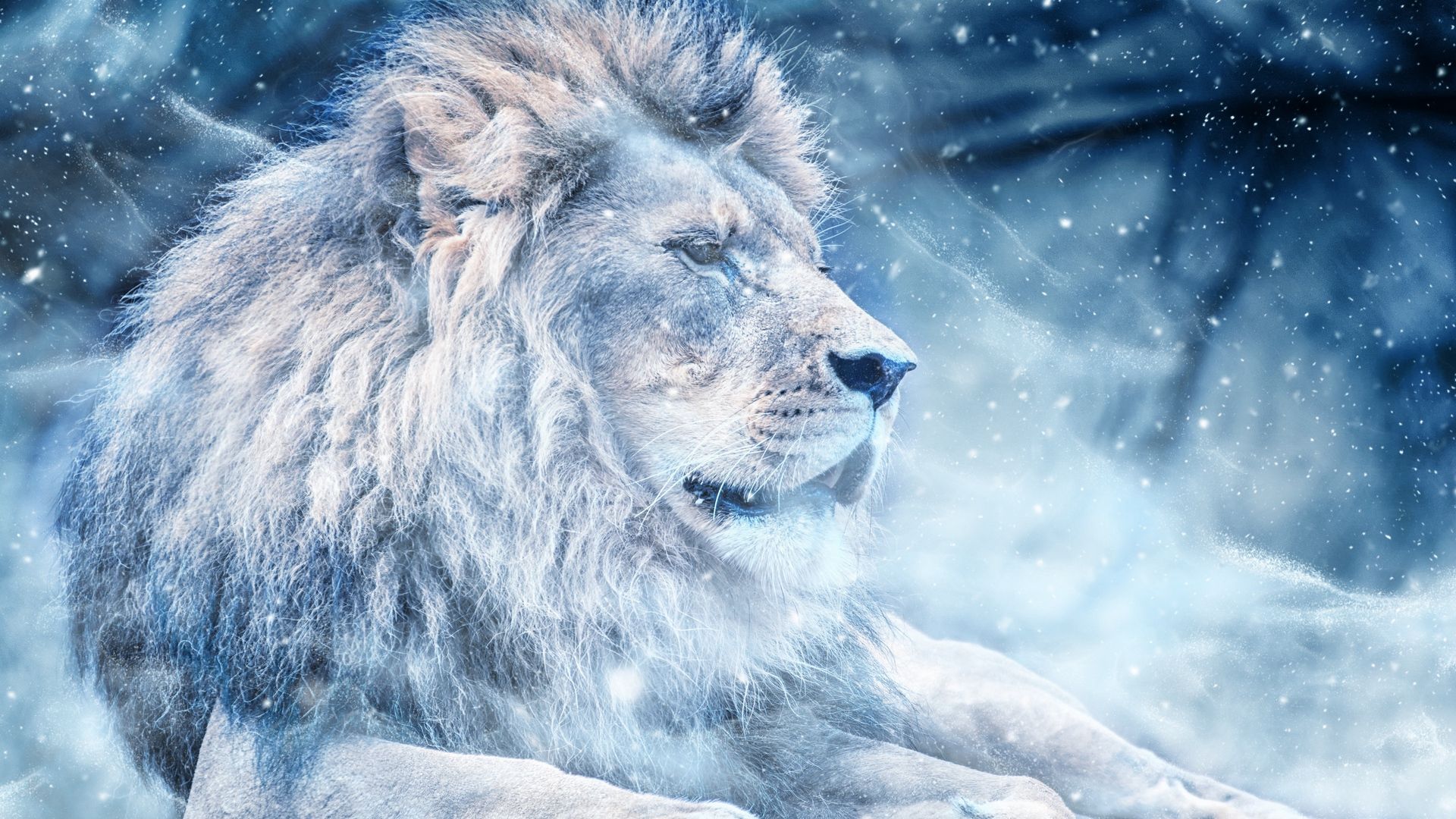 Descargar fondo de pantalla 1920x1080 león, nieve, gato grande, rey de las bestias