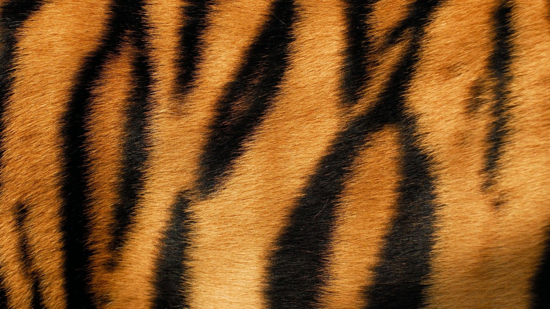Descargar fondo de pantalla para colorear colores de piel de tigre, 1920x1080, piel de tigre