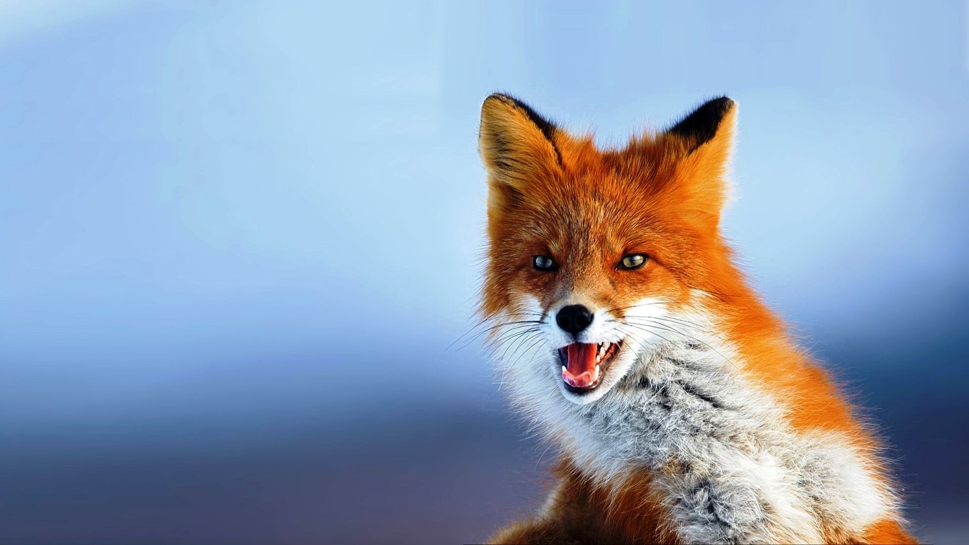 Fox Fondos de pantalla HD | HD Wallpapers Fit | Animales | Zorro mascota, animal