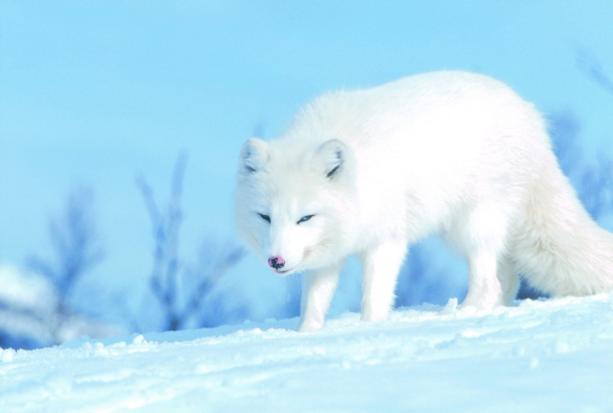Fondo de pantalla de Polar White Fox | 2110x1422 | ID: 58494 - WallpaperVortex.com