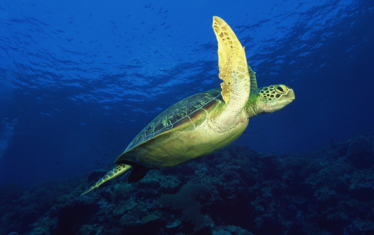 Las tortugas marinas fondos de pantalla | Las tortugas marinas fotos