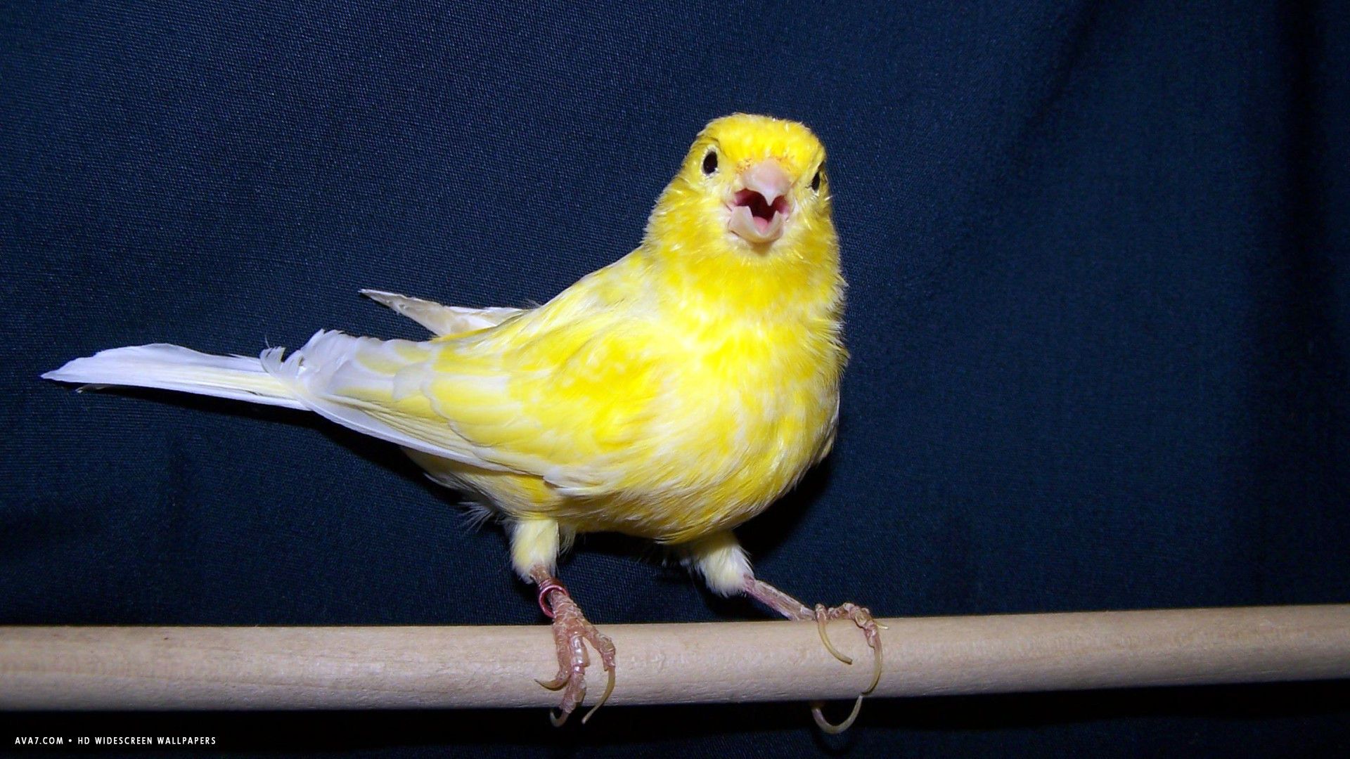 canario cantando pájaro amarillo hd fondo de pantalla panorámica / fondos de aves