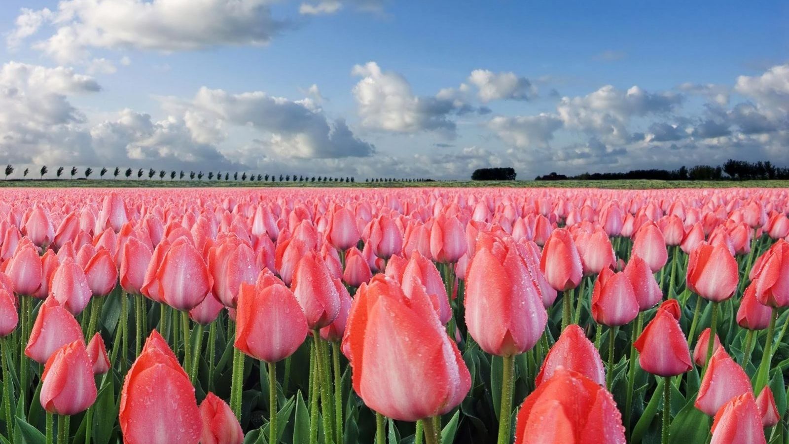 Fondo de pantalla de tulipán 1600x900