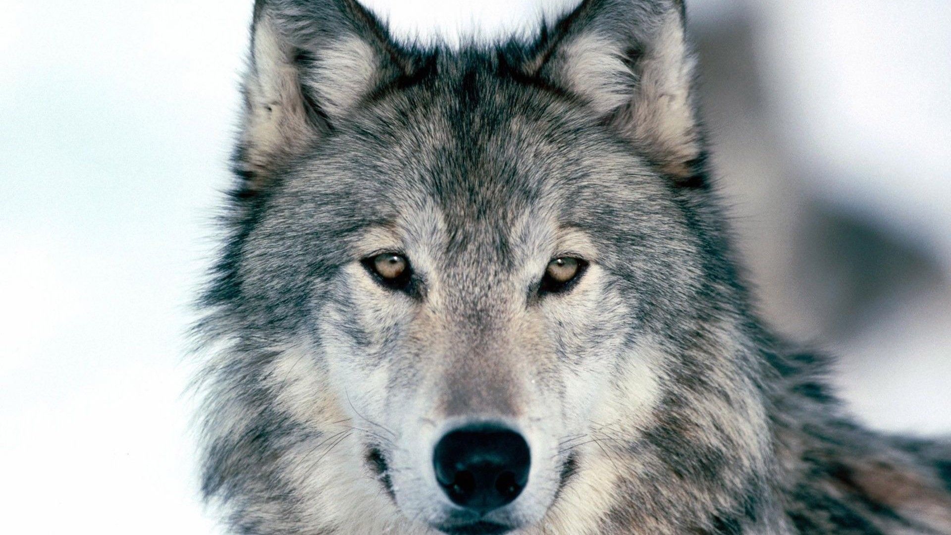 HD Wolf Wallpapers 1080p (71+ imágenes)