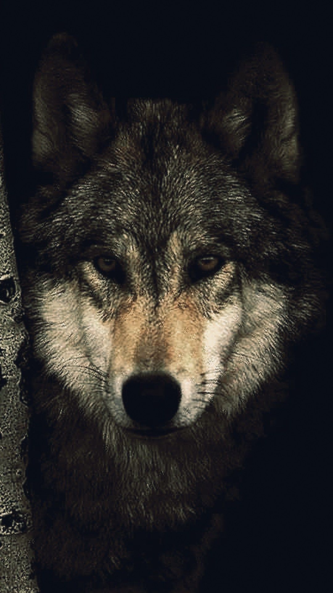 Descargar Lone Wolf Wallpaper (60+) - Fondo de pantalla gratuito para tu pantalla.
