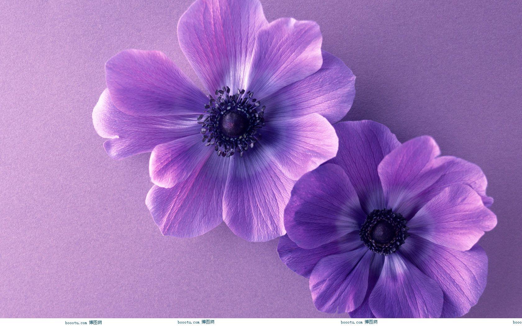 Cute Purple Wallpapers