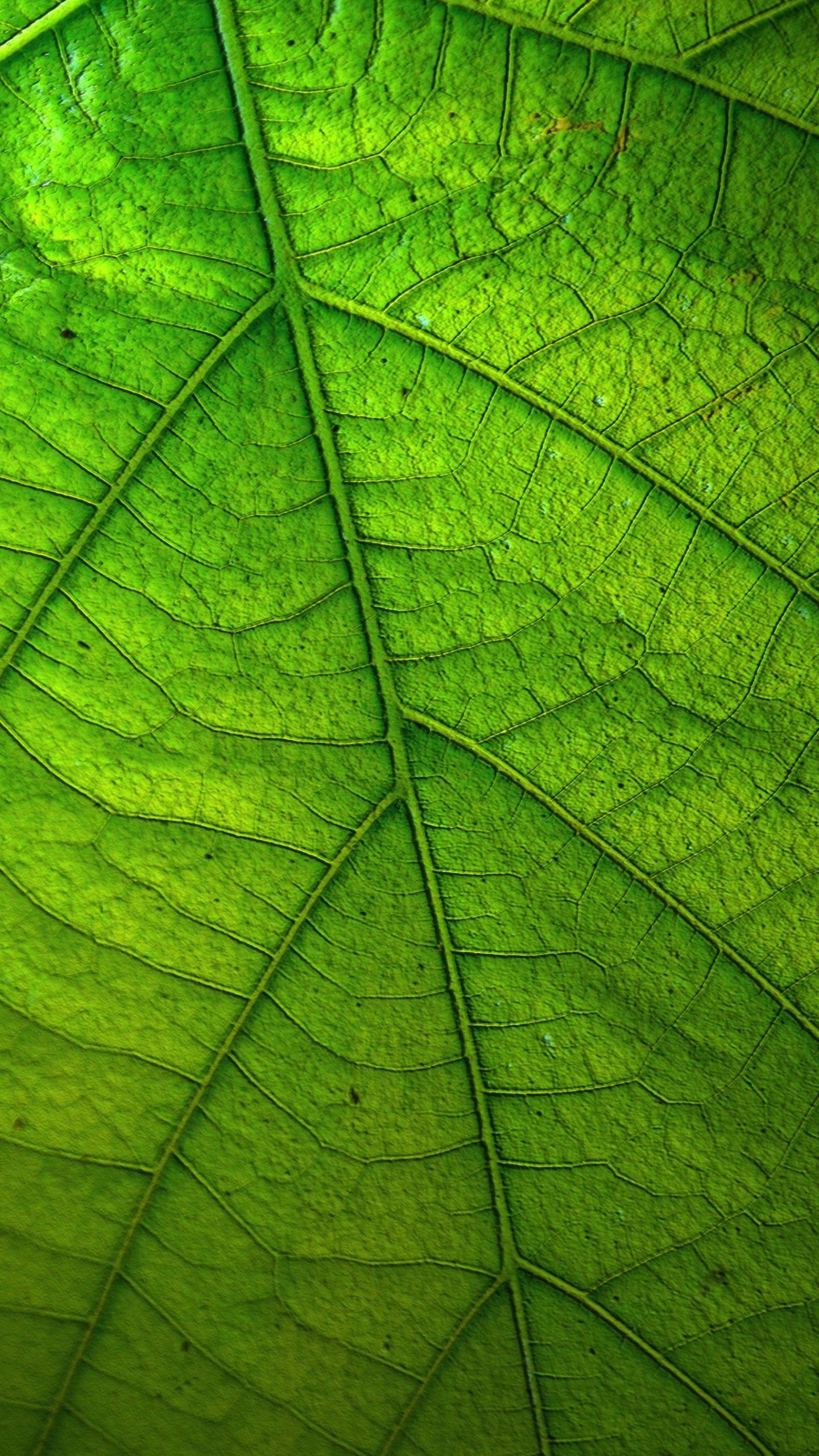 Green Leaf Wallpaper - Fondos de iPhone, Android y de escritorio