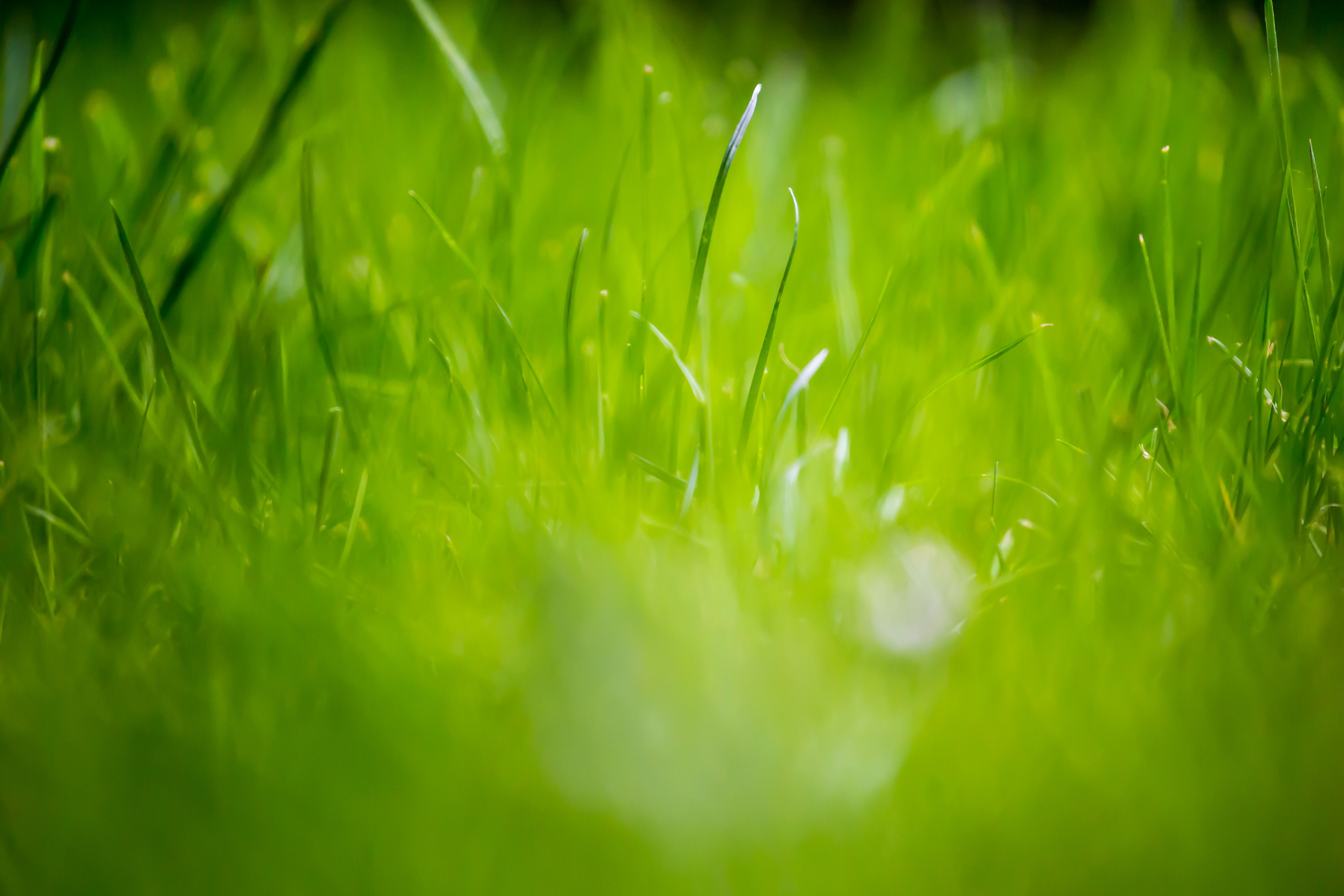 12 fondos de pantalla de beautiful green grass field HD