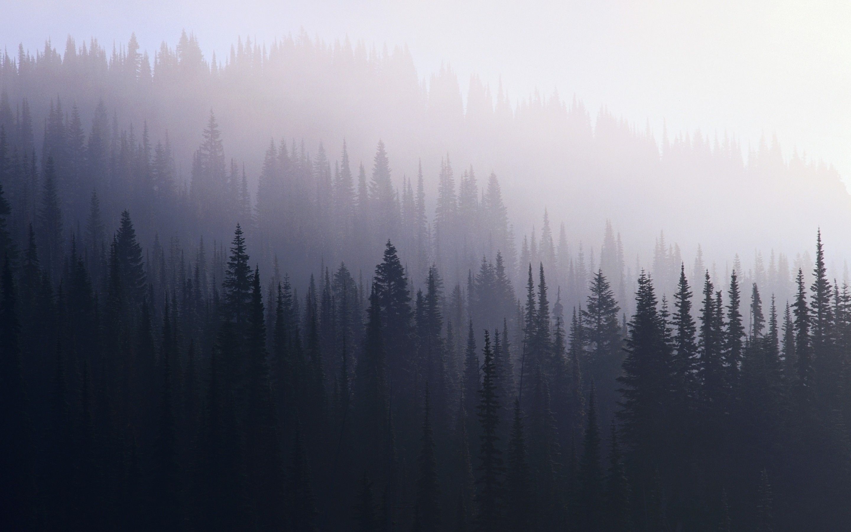 Dark Forest fondo de pantalla de alta definición | Fondos de Naturaleza en 2019 | Bosque