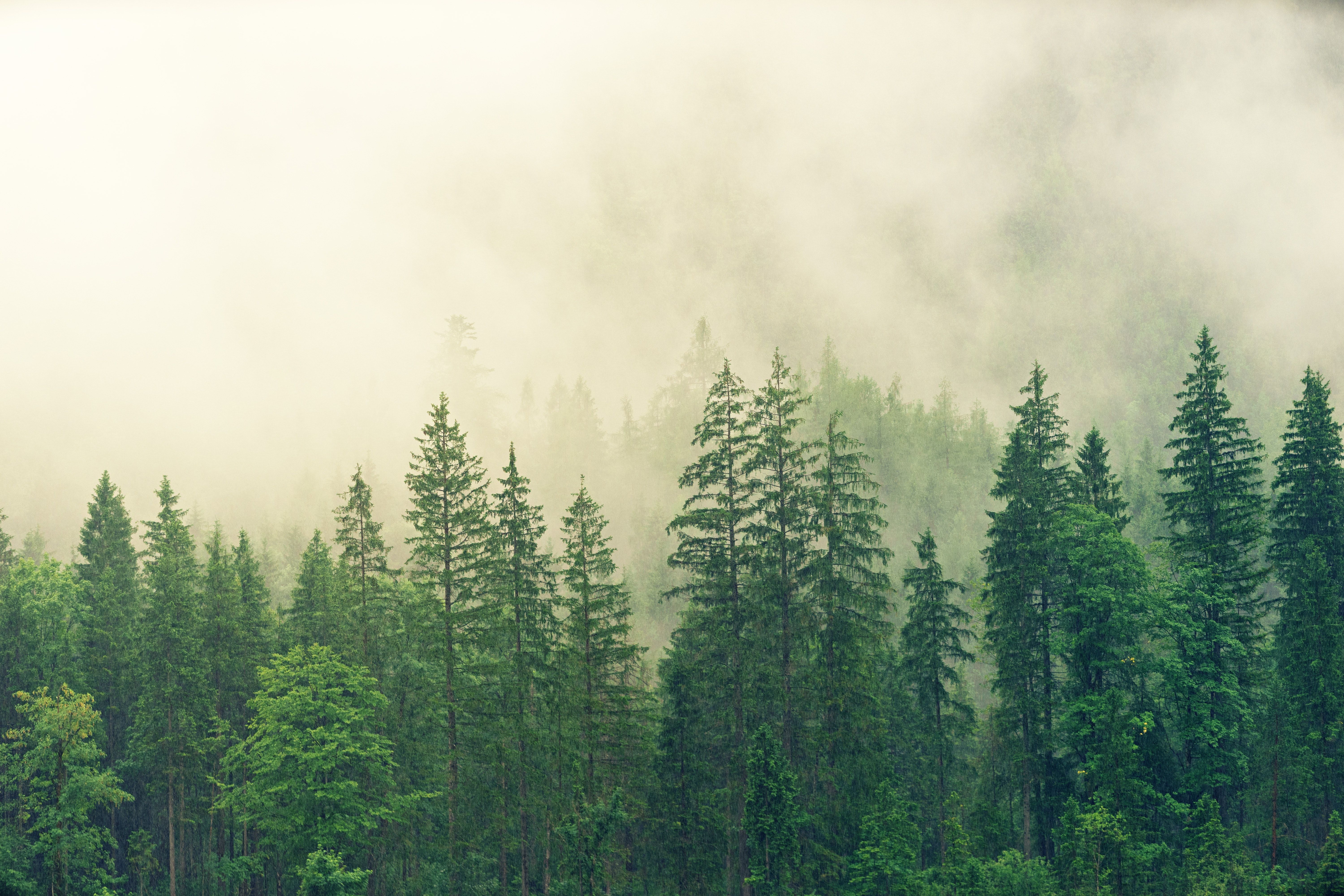 Bosque cubierto de niebla blanca · Foto de archivo