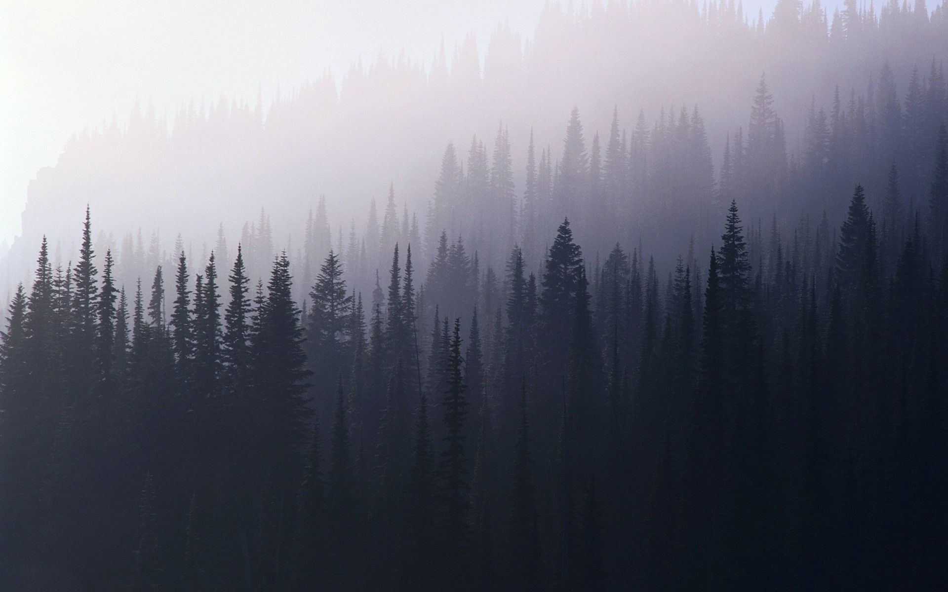 Foggy Forest Wallpaper (más de 74 imágenes)