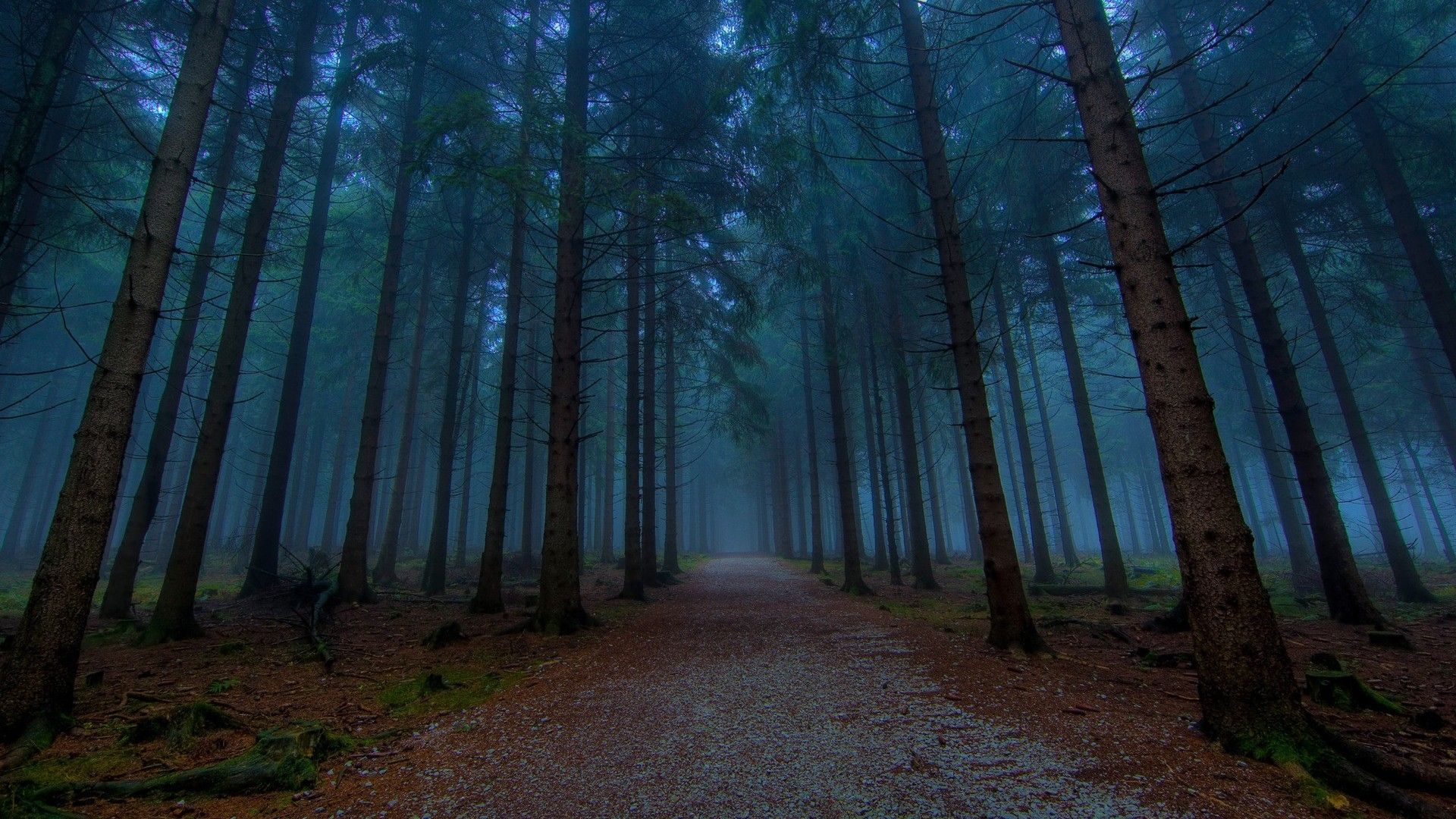 Fondos de pantalla: camino de tierra, bosque, pinos, niebla 1920x1080 - kasqay