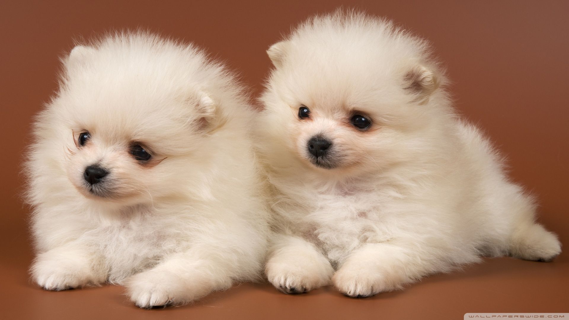 Pomeranian Puppies ❤ 4K HD Desktop Wallpaper para 4K Ultra HD TV