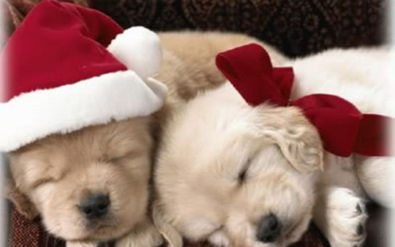 Christmas Puppy - Puppies fondo de pantalla (15897189) - fanpop