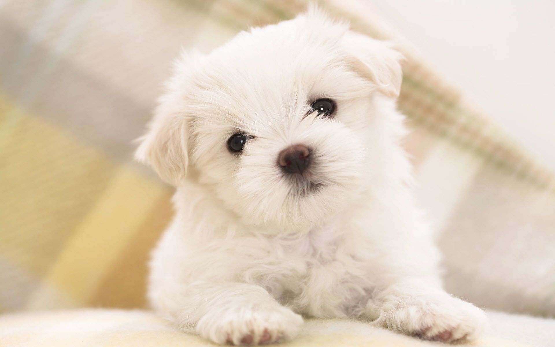 Top 10 Punto Medio Noticias | Free Puppy Desktop Wallpaper