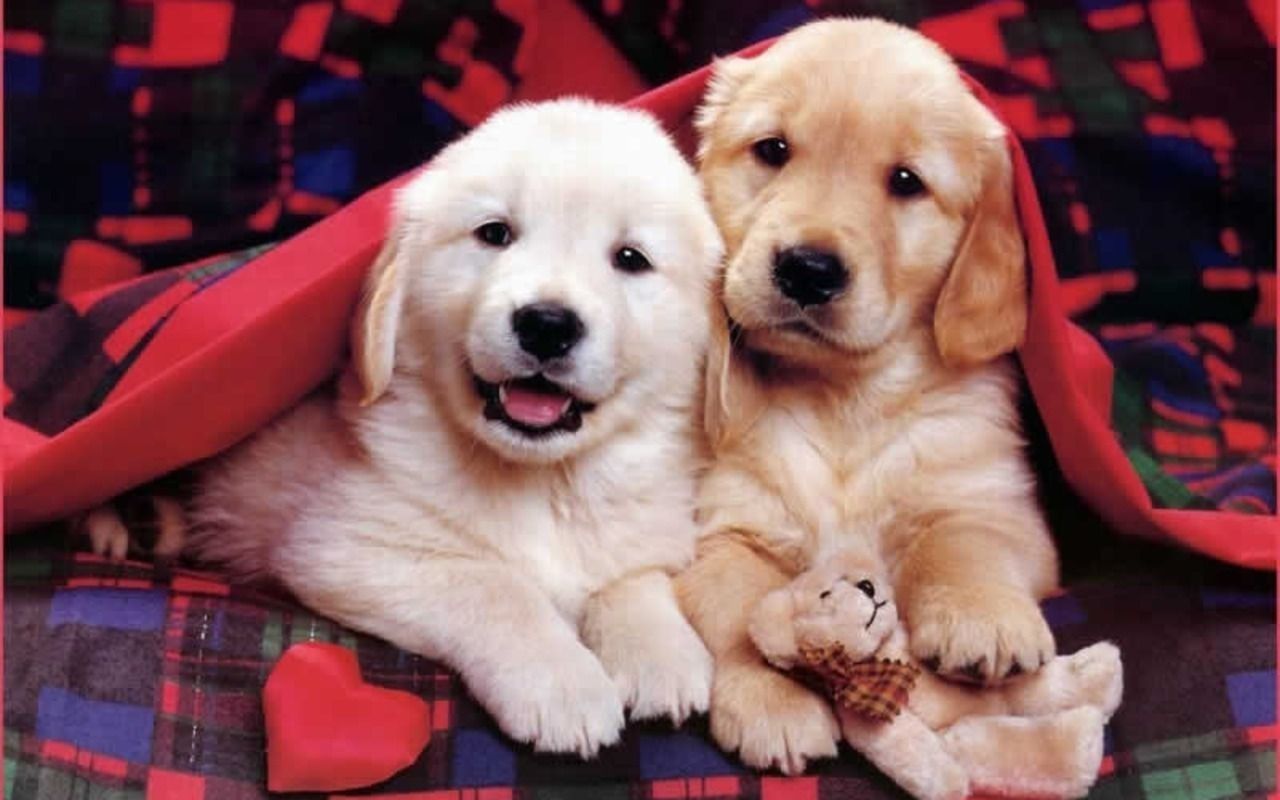 Cute Puppies Wallpaper Gallery