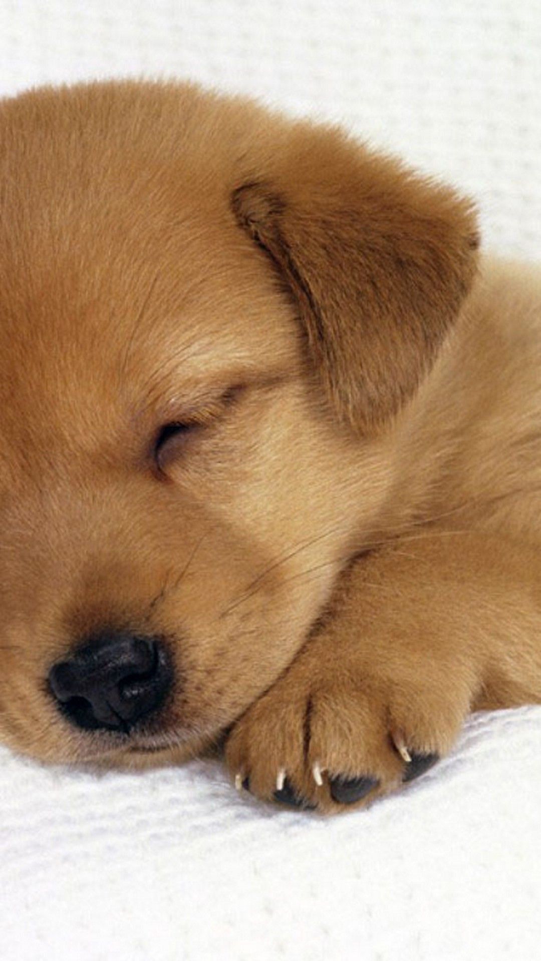 Fondo de pantalla de Puppies Best of Puppy Wallpapers Unique - Iphone Cute