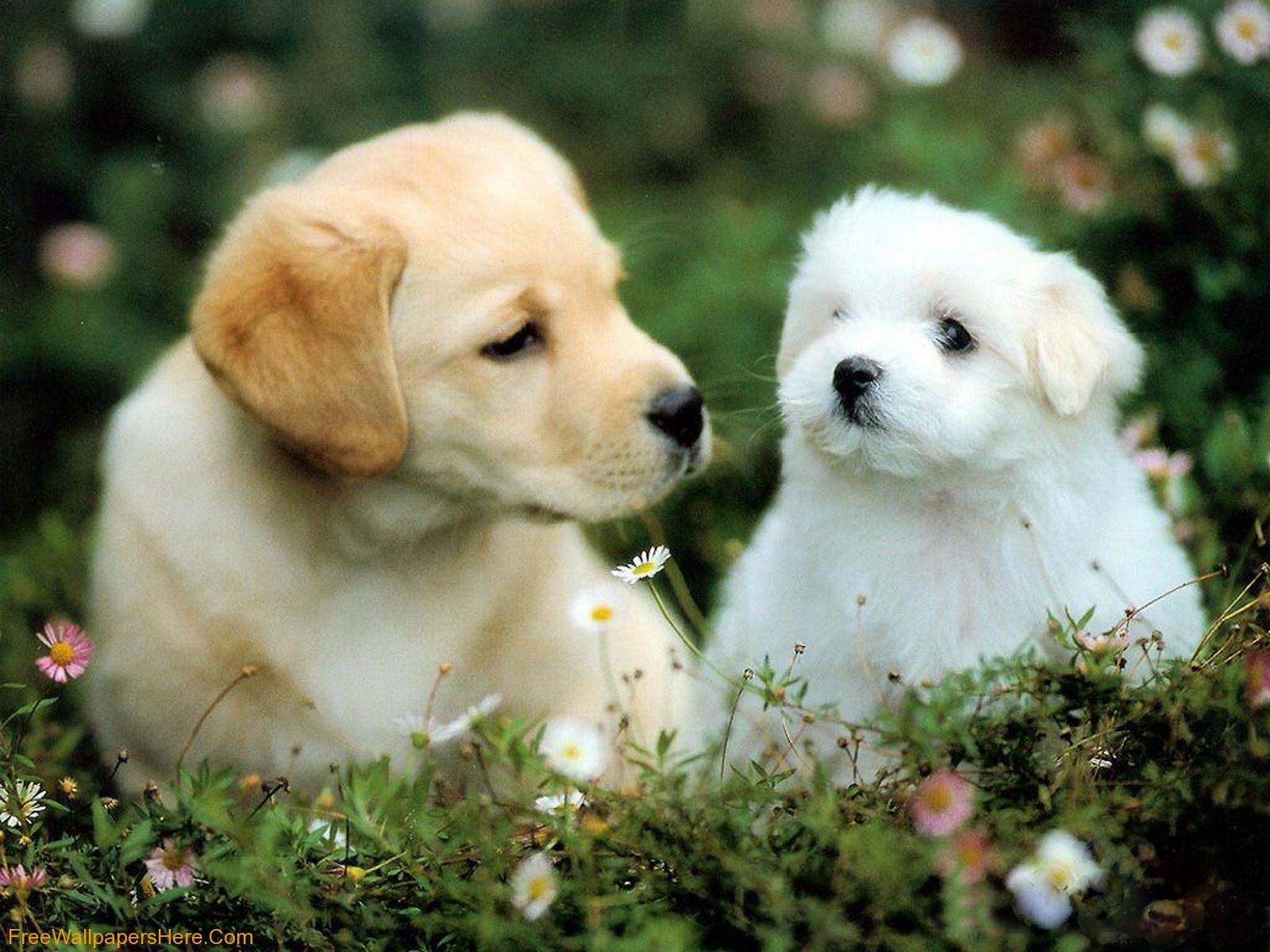 Descargar gratis HD Cute Puppy Dog Fondos de pantalla | The Quotes Land