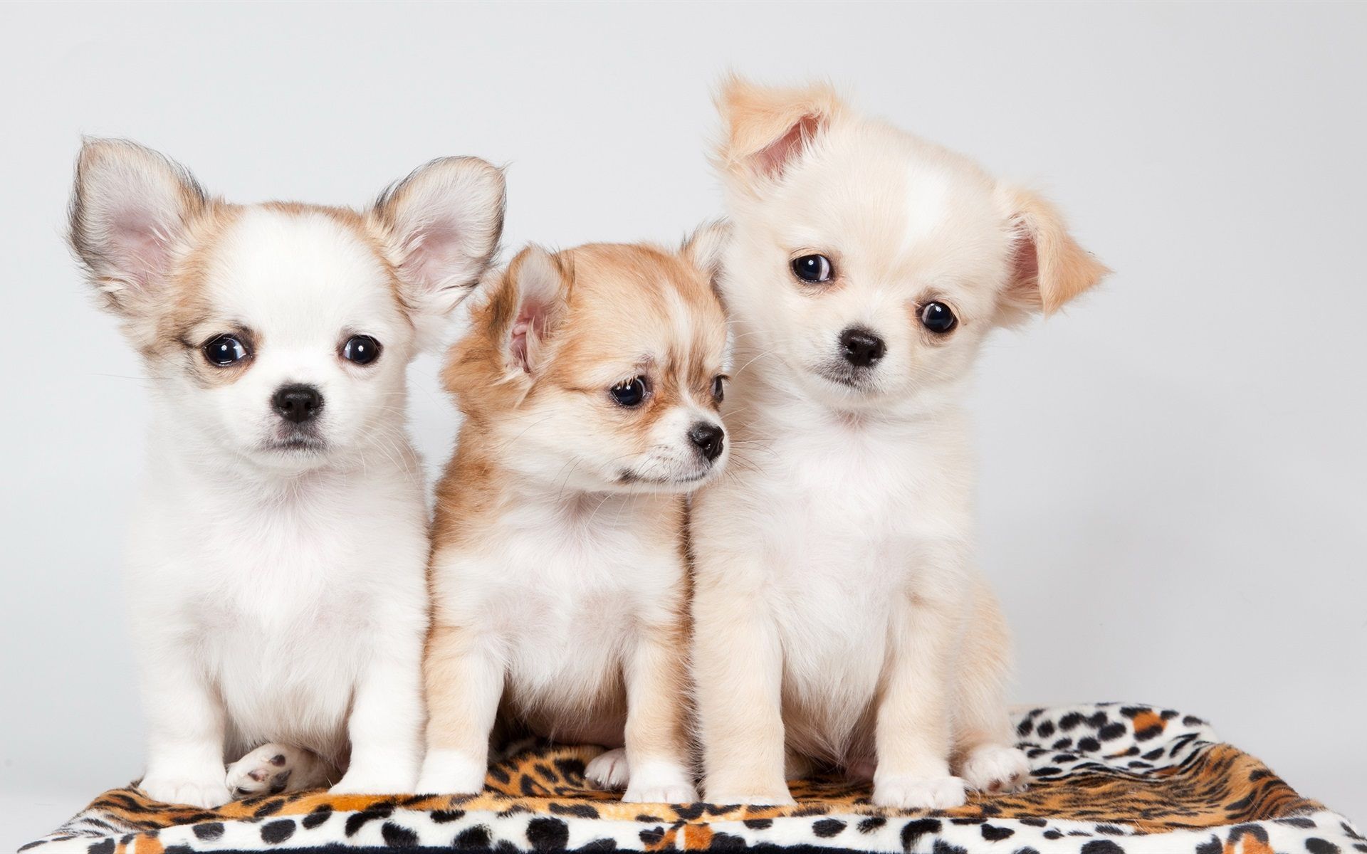 Cute Puppies Wallpapers Descarga gratuita, descarga gratuita, (46) - cerc-ug.org