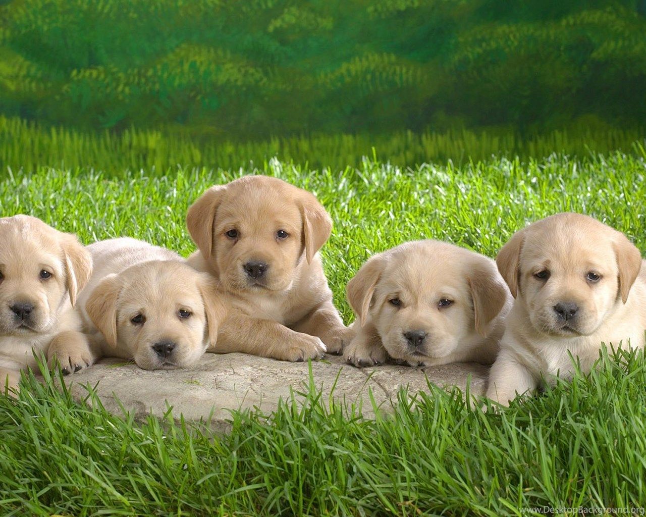 3d Puppy Wallpaper - Fondo de pantalla de Puppies para escritorio (# 118699) - HD