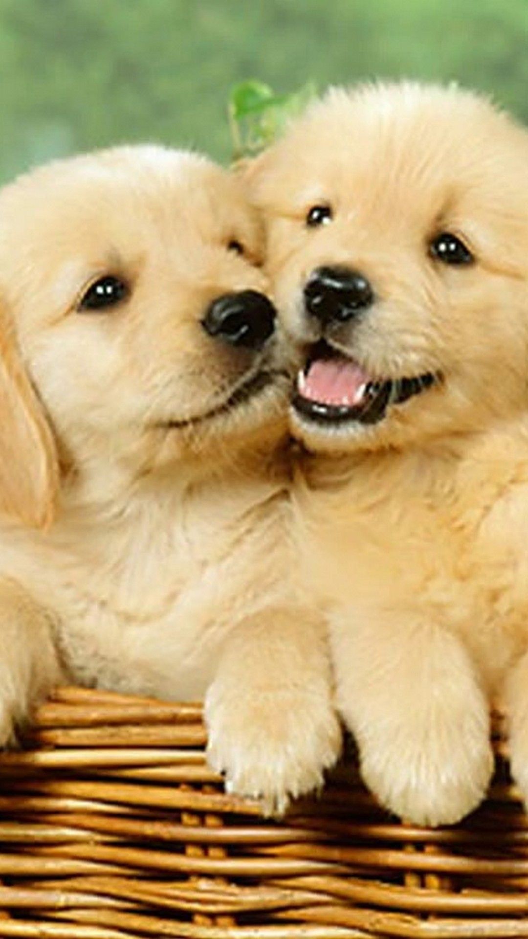 Cute Puppies Wallpaper Iphone | floweryred2.com