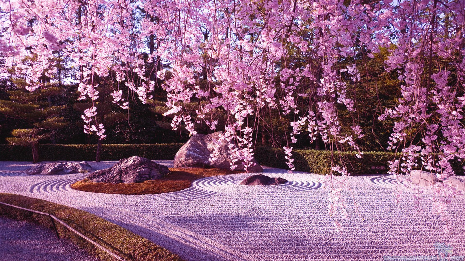 Papel pintado japonés del jardín de los cerezos en flor Sakura Nature