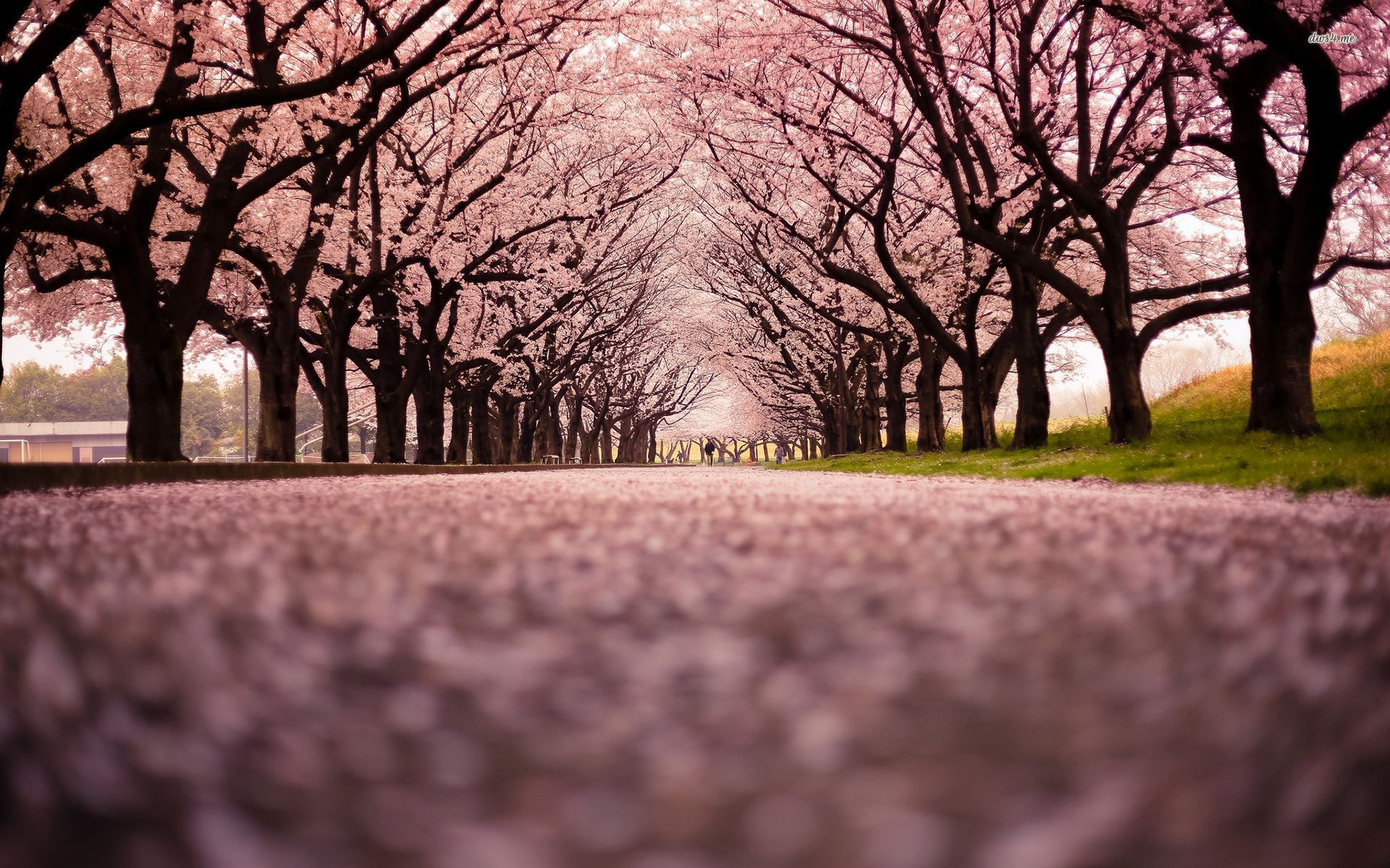 Cerezos en flor japón | Cadena de imagen | Trabaja en 2019 | Cereza