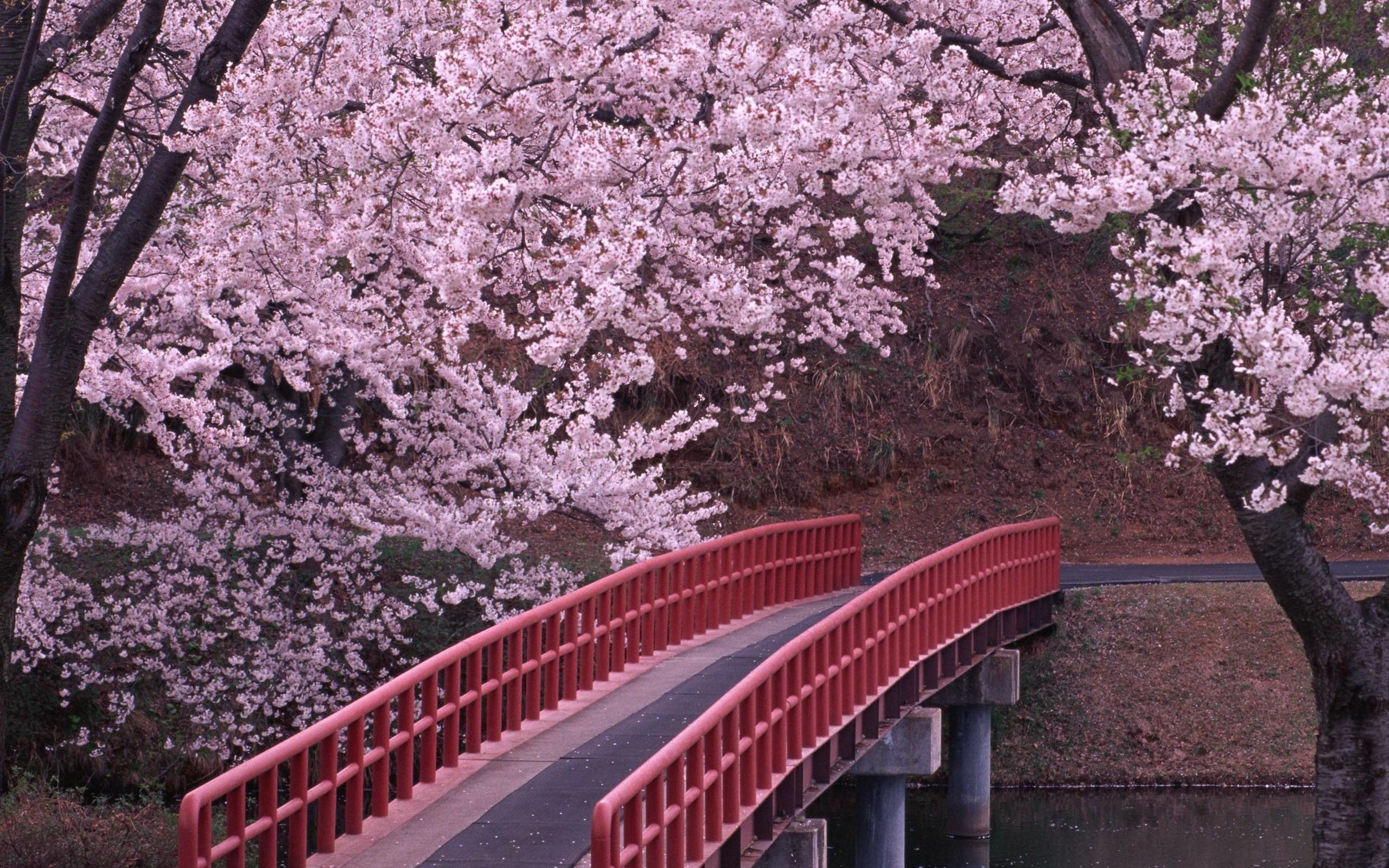 Fondo de pantalla japonés Cherry Blossom (más de 71 imágenes)