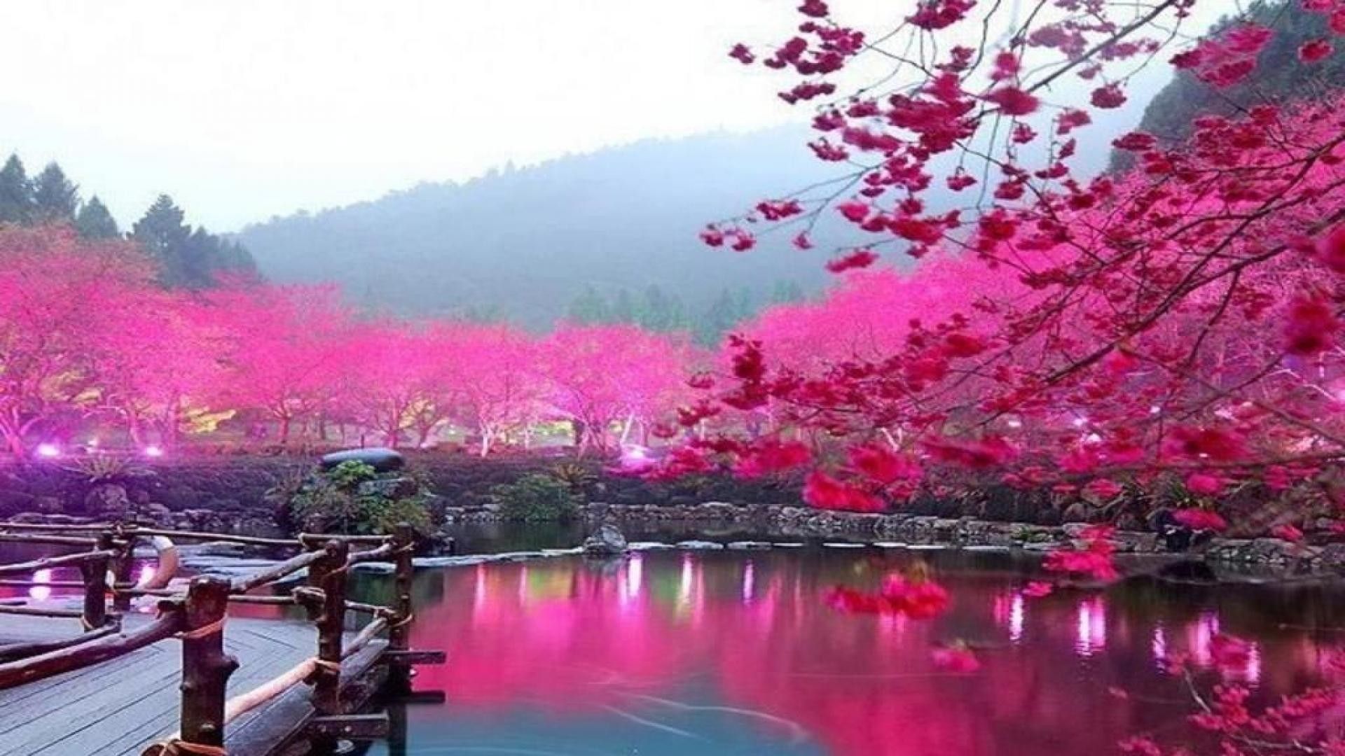 Fondo de pantalla de flor de cerezo japonés 1920x1080 (59+ imágenes)