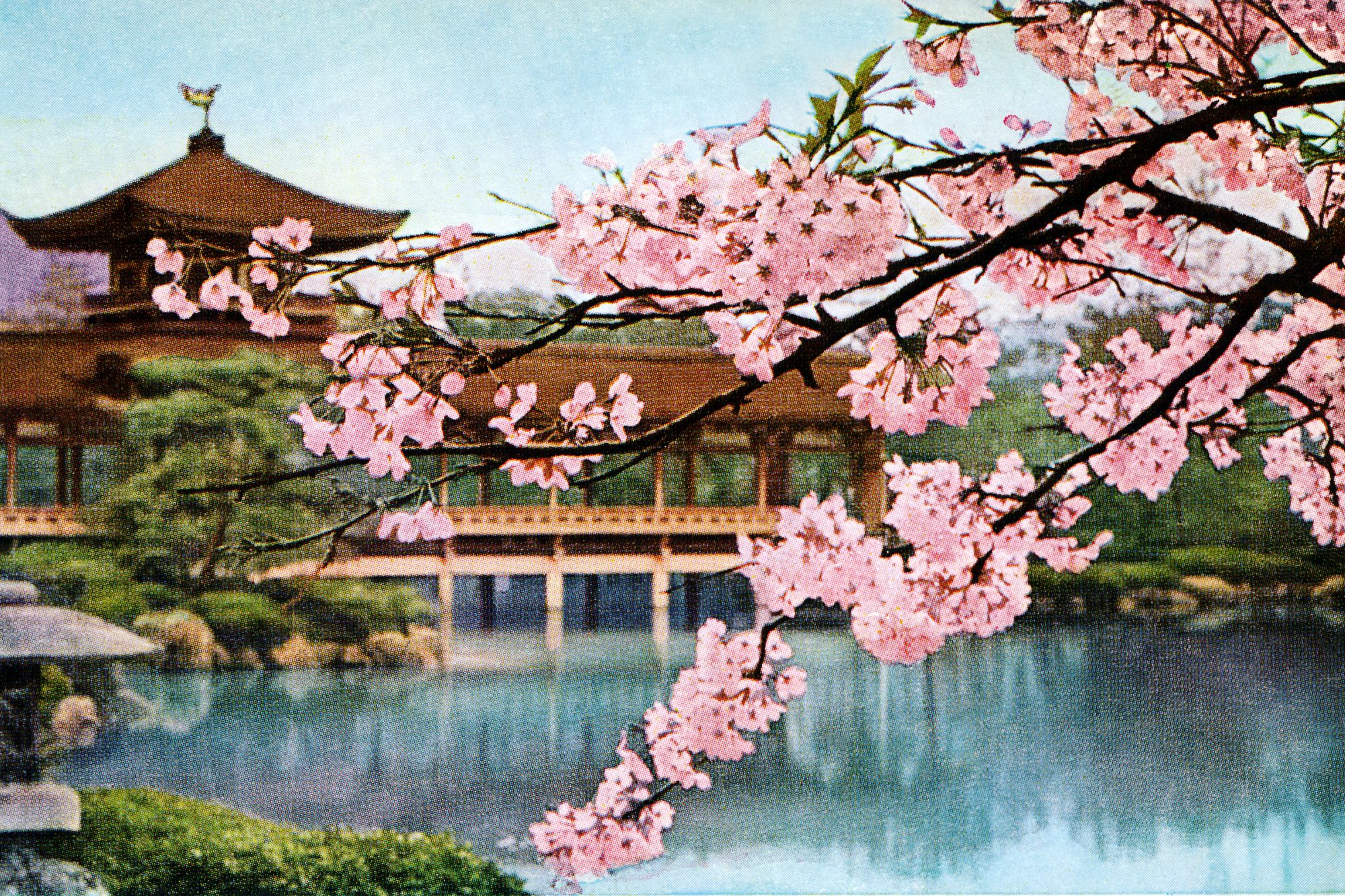 Lago con flores de cerezo y santuario - Japón