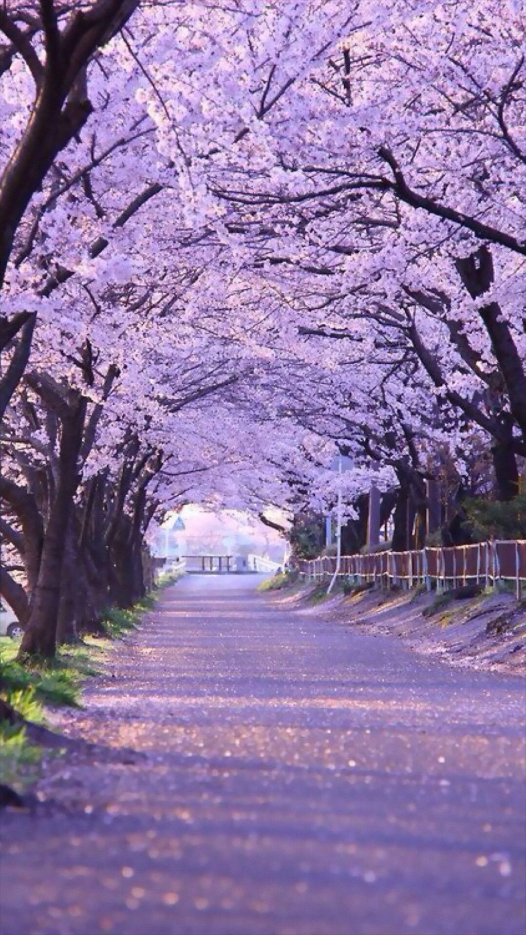 Fondo de pantalla japonés Cherry Blossom (más de 71 imágenes)