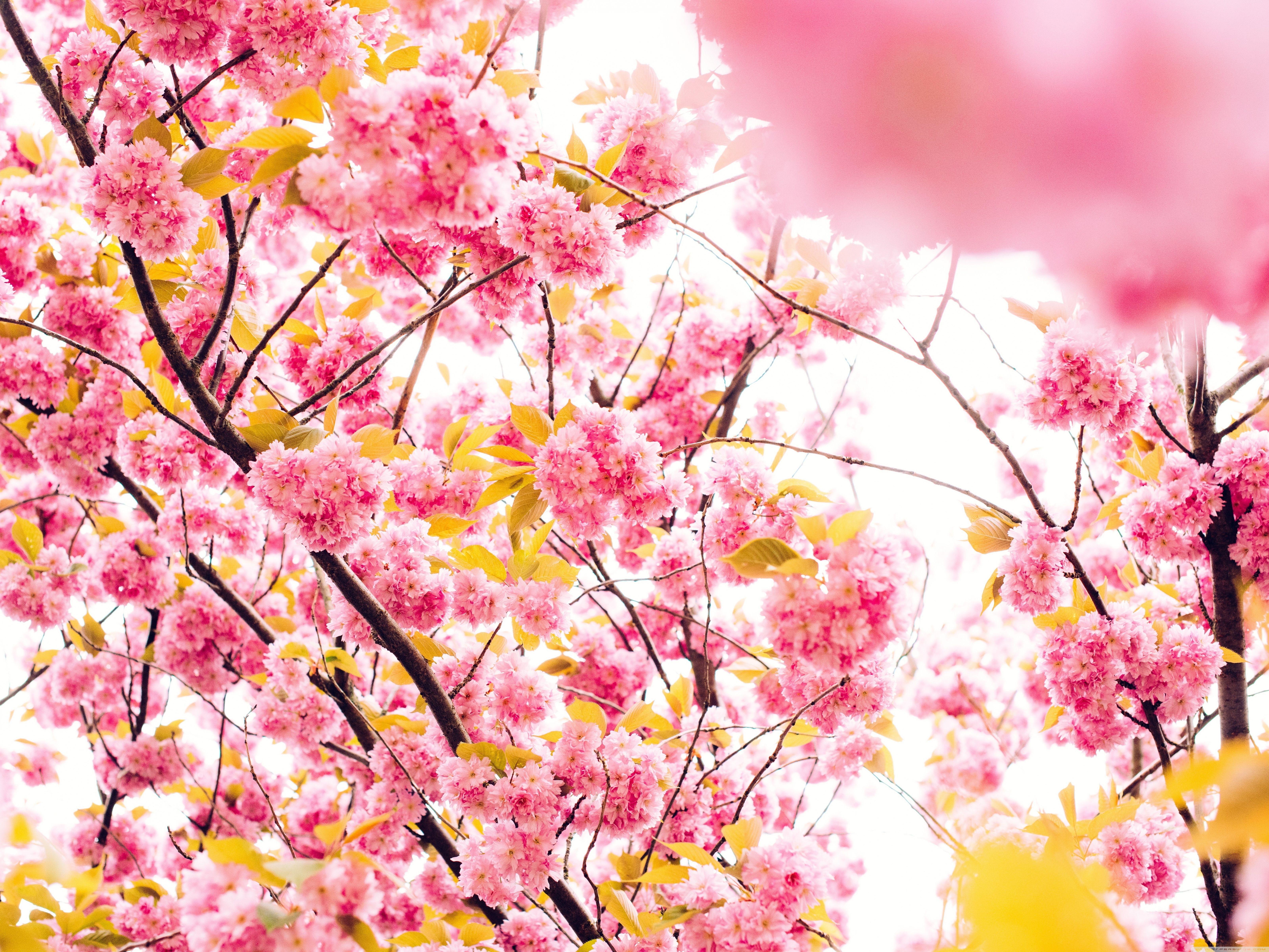 Fondo de pantalla de flor de cerezo japonés Galería
