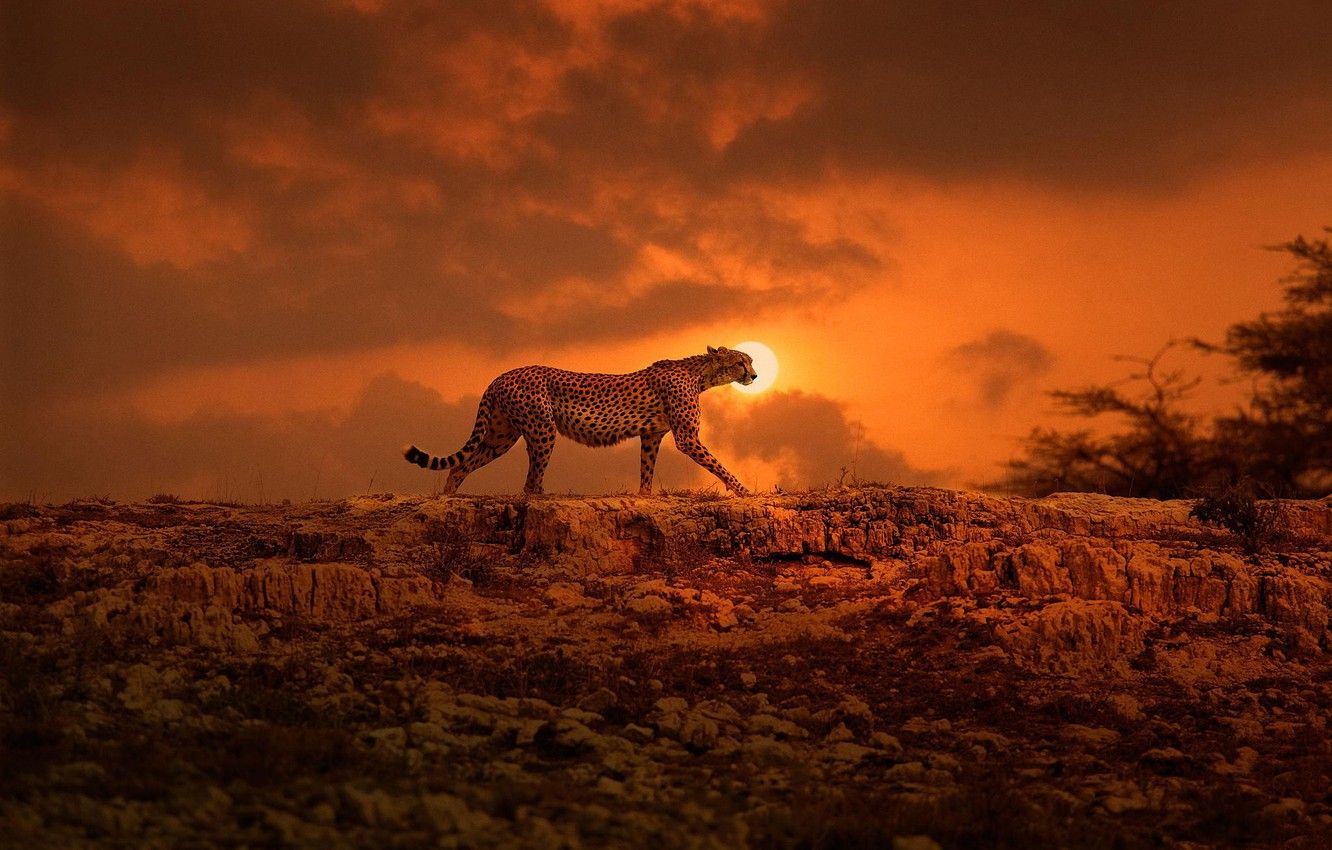 Wallpaper the sun, Cheetah, Africa, walk, big cat, Kenya images for