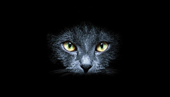 Fondos de gatos negros